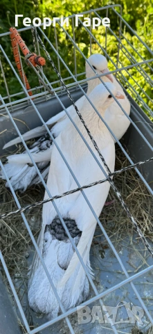 Двойка софийски бенкалии 2025 г., снимка 2 - Гълъби - 54321254