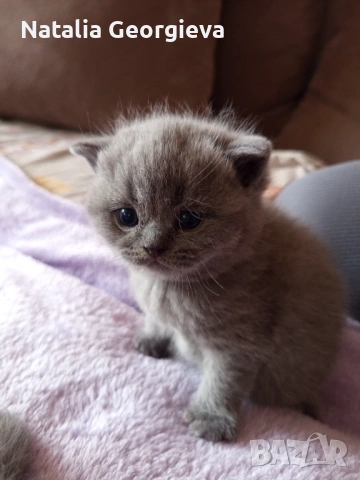 Британски котенца, снимка 3 - Британска късокосместа - 54298904