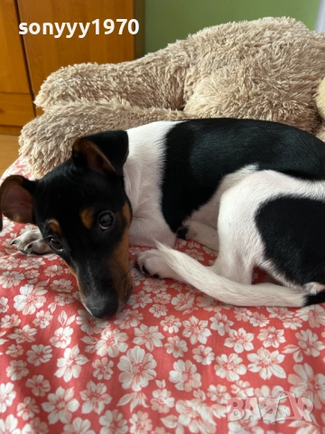 ДЖАК РЪСЕЛ 0201262022, снимка 12 - Джак ръсел териер - 52957926