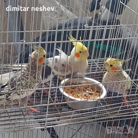 Продавам Ято Корели и Какарики , снимка 3 - Папагали - 52049235