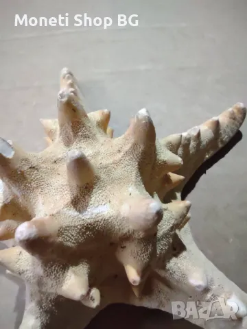 Океански дарове., снимка 5 - Антикварни и старинни предмети - 48922400