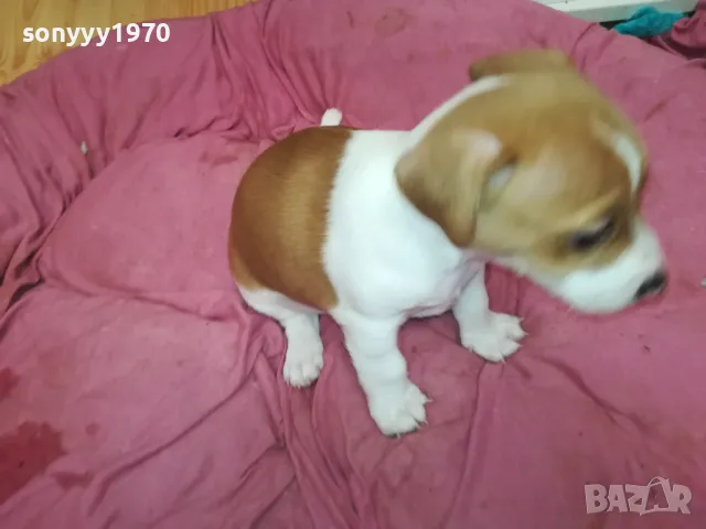 АЗ СЪМ СЛАДКО БЕБЕ ДЖАК,ТЪРСЯ НОВИЯ СИ ДОМ 0102251734, снимка 9 - Джак ръсел териер - 48920630