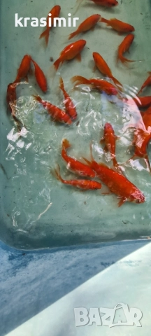 Езерни рибки комети, снимка 12 - Рибки - 51955813