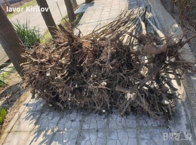 Пауловния , снимка 3 - Разсади - 53951168