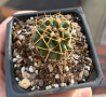 Продавам следния “ Echinocereus Hempelii’ , саксия 7х7. Изпращам по корен!