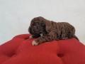 Бебета Лагото Романьоло / Lagotto Romagnolo, снимка 7