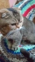 Шотландски котенца , снимка 18