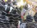 Продавам домашно отглеждани пуйки , снимка 4