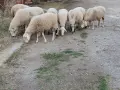 Свободни овце и коч, снимка 5