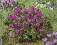 Buddleja davidii ‘Little Rockstars Red’ (Будлея червена – Литъл Рокстарс), снимка 2