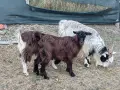 овце, кочове, кози , снимка 5