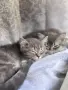 Британски късокосмести котенца, снимка 1