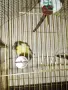 Продавам Канари 6 бр и 4 бр клетки с всички аксесоари!, снимка 9