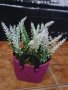 Изкуствени цветя в кашпа, снимка 2