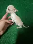 Чихупинчер момче, снимка 4