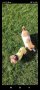 Разплод Супер мини йоркширски териер търси приятелка , снимка 1 - Йоркширски териер - 42819771