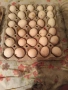 Продавам Домашни Оплодени Яйца от Декоративни Кокошки ШАБО, снимка 5