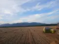 бали сено и слама, снимка 5