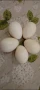 ПОСЛЕДНИ бройки разплодни пуешки яйца , снимка 2