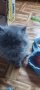 Персийски котета, снимка 4