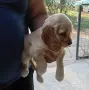 Кокер шпаньол Страхотно , снимка 2