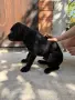 Продавам кученца Кане Корсо, снимка 4