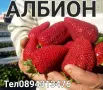 Ягоди разсад малини, снимка 5
