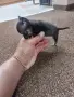 Мини чихо пинчер, снимка 9