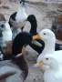 Патици- калдъци , снимка 1