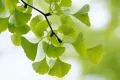 Гинко билоба (Ginkgo biloba), снимка 2