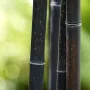 100 бр. ЧЕРНИ бамбукови семена - Phyllostachys nigra - Издръжлив рядък вид вечнозелен черен бамбук, снимка 17