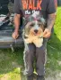 Biewer terrier Sofia , снимка 3