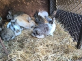Продавам зайци , снимка 2