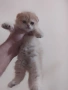 продавам шотландски клепоухи котета, снимка 12