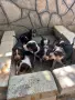Трицветни  гончета , снимка 3
