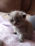 Британски котенца, снимка 3