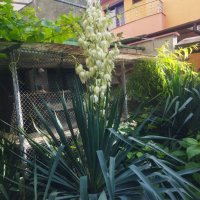 Студоустойчива Юка агаве, снимка 5 - Градински цветя и растения - 34959213