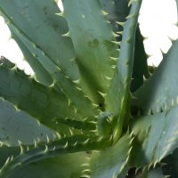 Алое арборесценс -Дървовидно алое, снимка 4 - Градински цветя и растения - 37852227