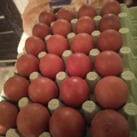 Яйца за люпене от маран сребърна кукувица , снимка 3 - други­ - 39600833