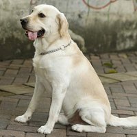 Нов Метален нашийник за куче верига разходка обучение домашен любимец, снимка 6 - За кучета - 40252712