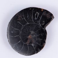 Черен амонит срязан 5.8g 29.5mm, снимка 1 - Други ценни предмети - 37987664