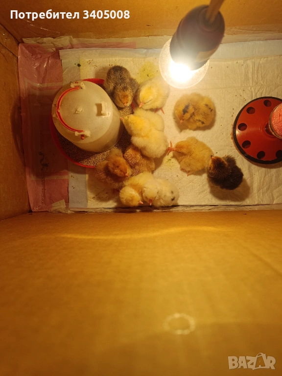 Продава пиленца на 6 дни, снимка 1