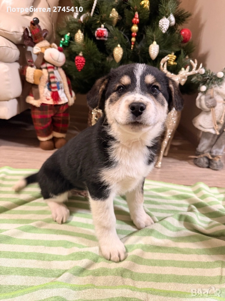 ,,Подарявам кученце”, снимка 1