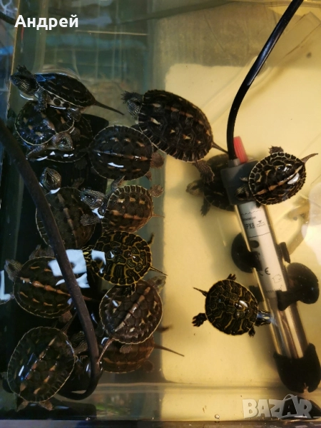 Костенурки , снимка 1