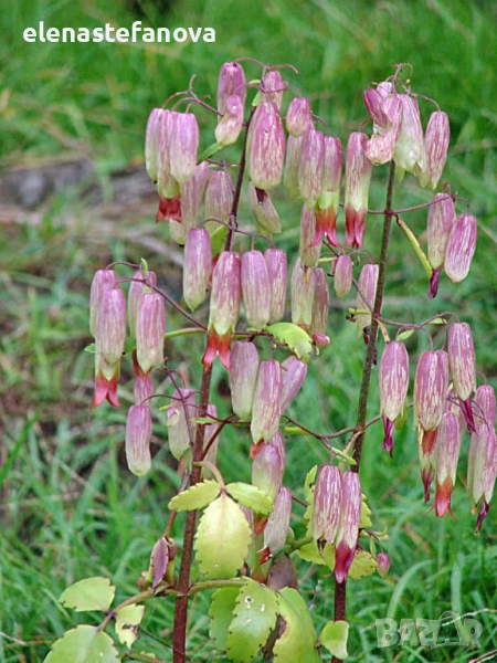 Каланхое (Kalanchoe) ''Magic Bells'', снимка 1