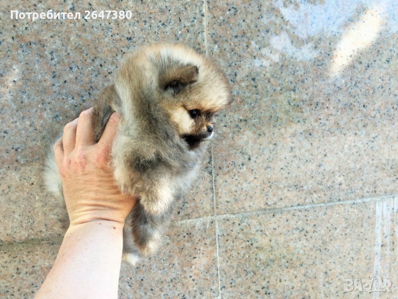 Померанчета, снимка 1