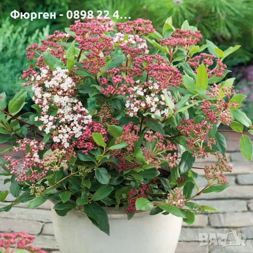 Лаврова Калина (Viburnum Tinus), снимка 1