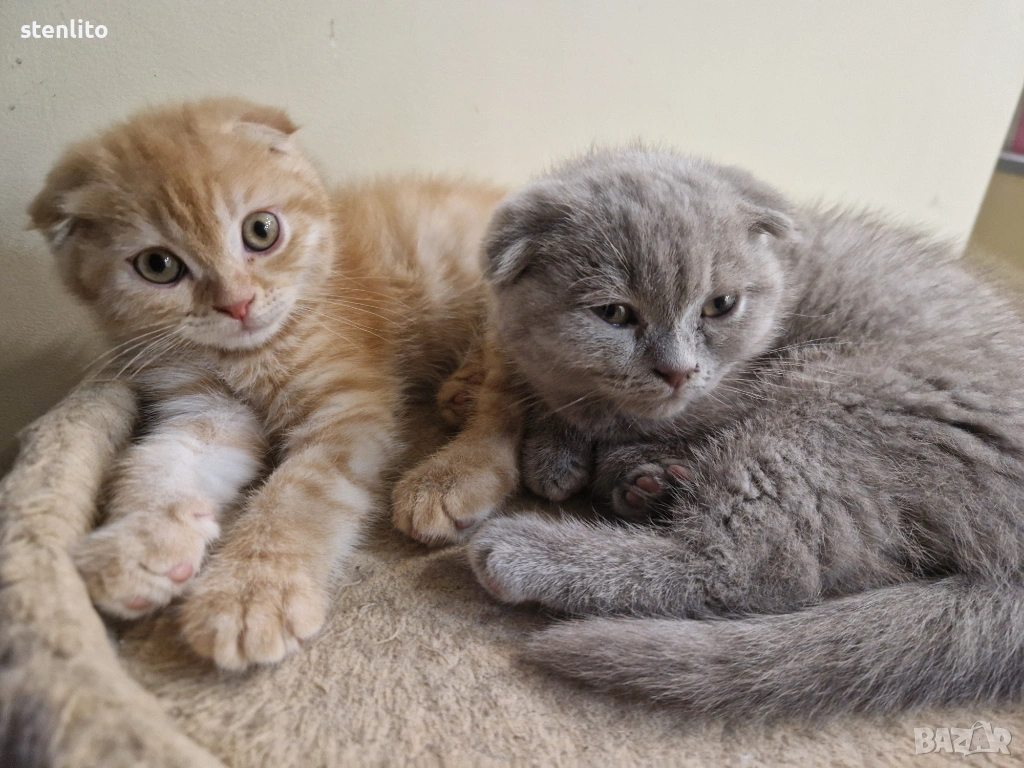Шотландски клепоухи котета , снимка 1