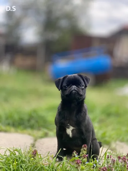 Продавам мопс , снимка 1