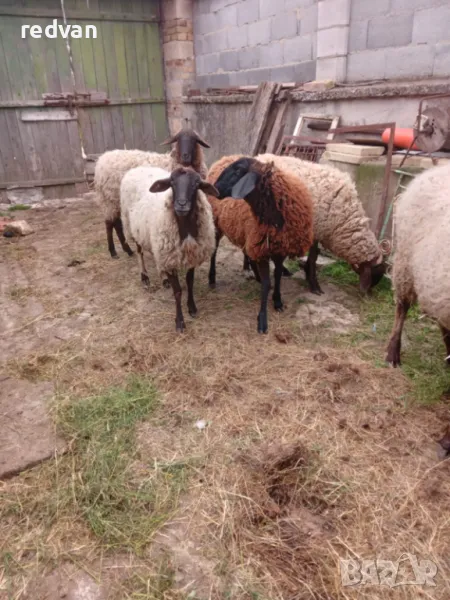  Продавам 4 шилета        , снимка 1